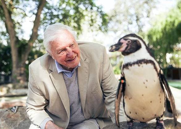 David Attenborough, 100. Geburtstag am 8. Mai