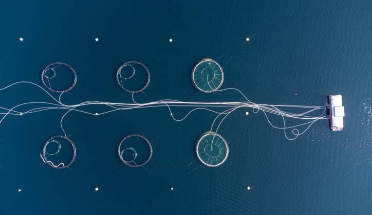 Norwegen, Lachszucht verdreckt das Meer durch Stickstoffe - Archivbilder