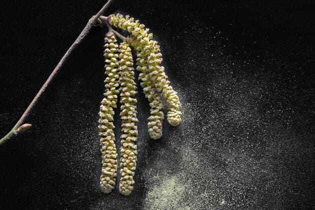IMAGO Creative, Gesundheit, Allergie, Pollensaison