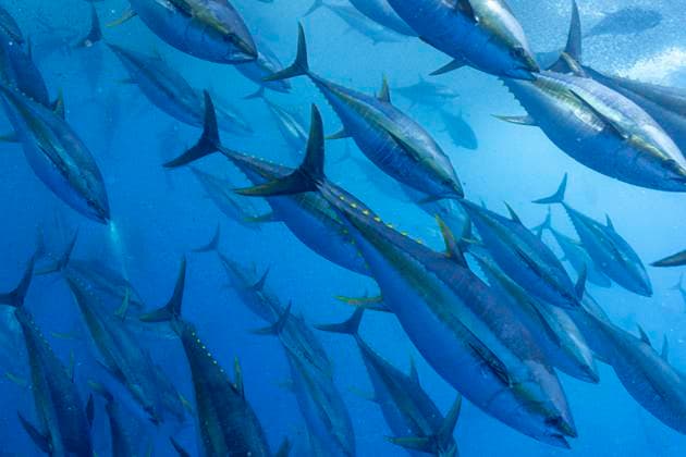 Welt-Thunfisch-Tag am 2. Mai