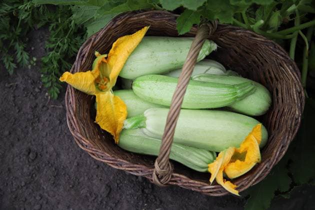 IMAGO Creative, Jahreszeit Sommer, Food, Zucchini