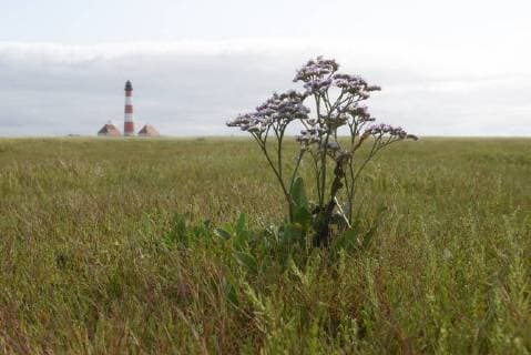 Natur, Pflanzen, Strandflieder