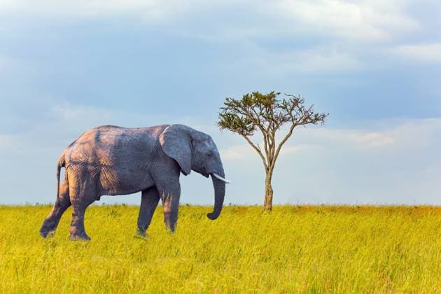 Kalendermotive: Afrikas Big Five