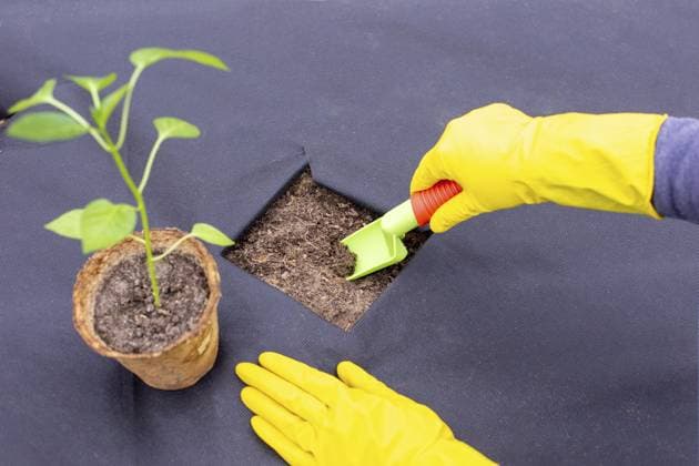 IMAGO Creative, Garten, no-Dig-Gardening