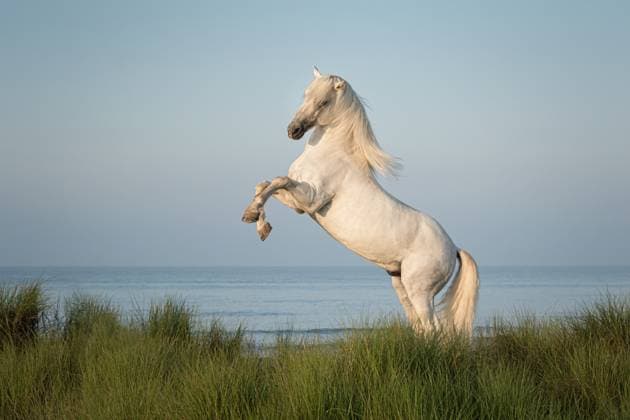 Kalendermotive: Pferde