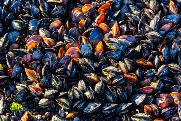 Kalendermotive: Muscheln