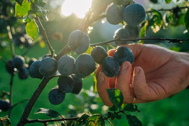 IMAGO Creative, Jahreszeit Sommer, Food, Pflaume