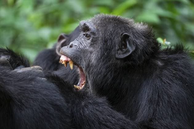 Schimpansen in Uganda befinden sich in einem Bürgerkrieg, berichten Forscher, Archivbilder