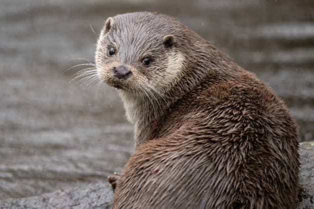 Welttag der Otter am 27. Mai