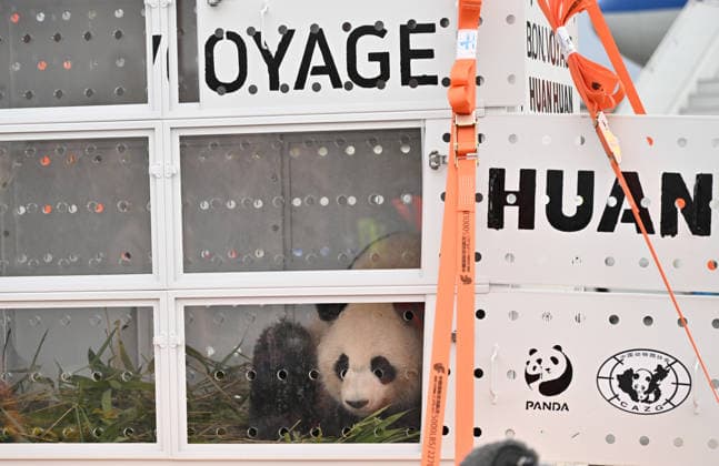 Pandas Huan Huan und Yuan Zi kommen nach 13 Jahren zurück nach China