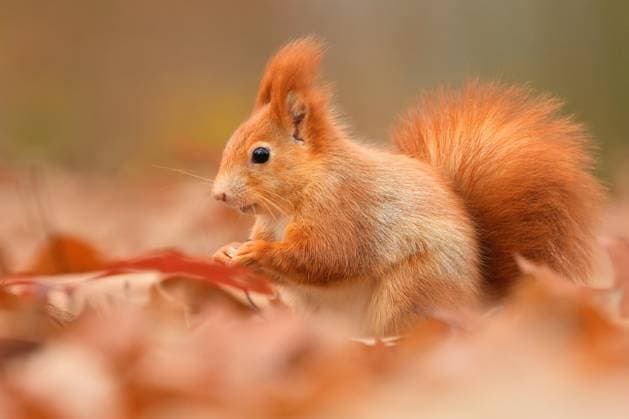 Kalendermotive: Eichhörnchen