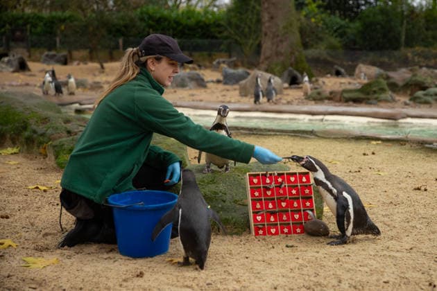 Pinguine im Zoo von London bekommen einen Adventskalender