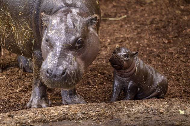 NRW, Zwergflusspferd Nachwuchs im Zoo Duisburg