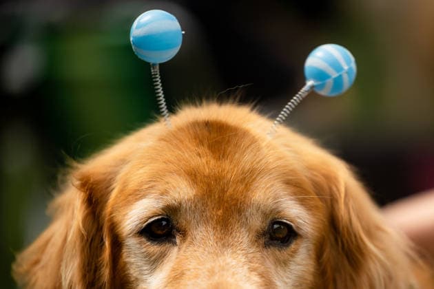 Argentinien, Golden Retriever Treffen für Weltrekord in Buenos Aires