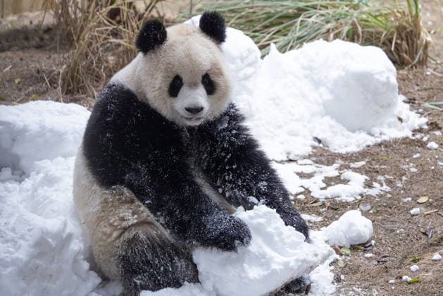 Pandas im Zoo von Chongqing