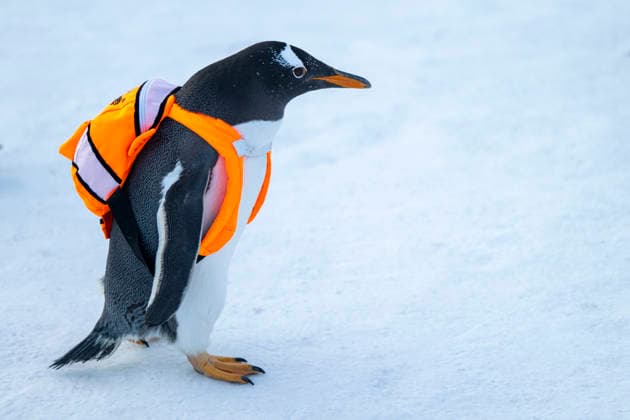 Pinguin Parade in Harbin