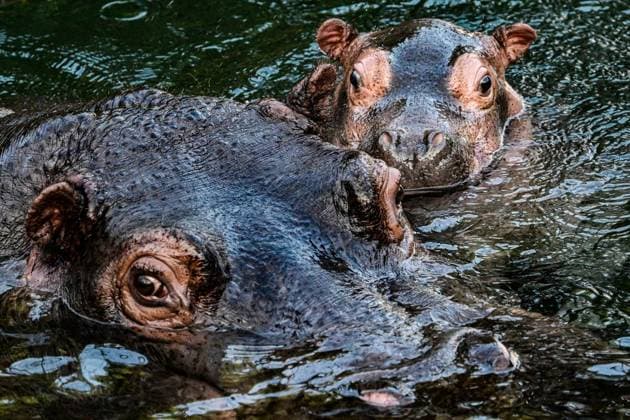 Berlin, Junges Nilpferd Willi Wackelöhrchen im Zoo