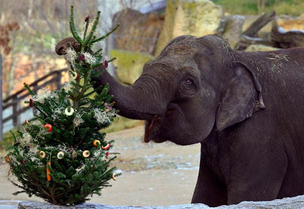 Tiere im Zoo von Prag bekommen Weihnachtsbäume