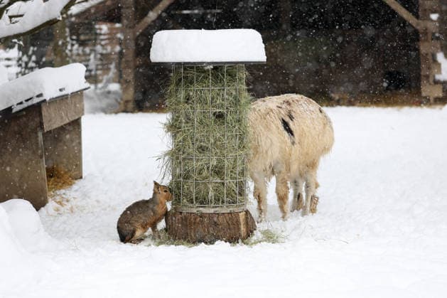 Schnee im Zoo von Zagreb, Kroatien