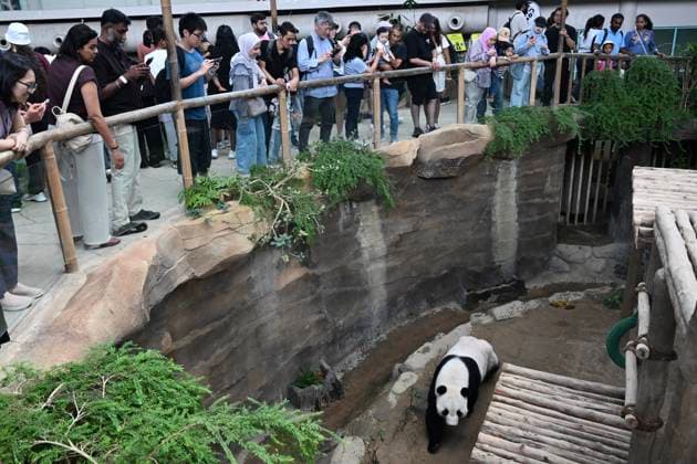Pandabären im Negara Zoo bei Kuala Lumpur, Malaysia