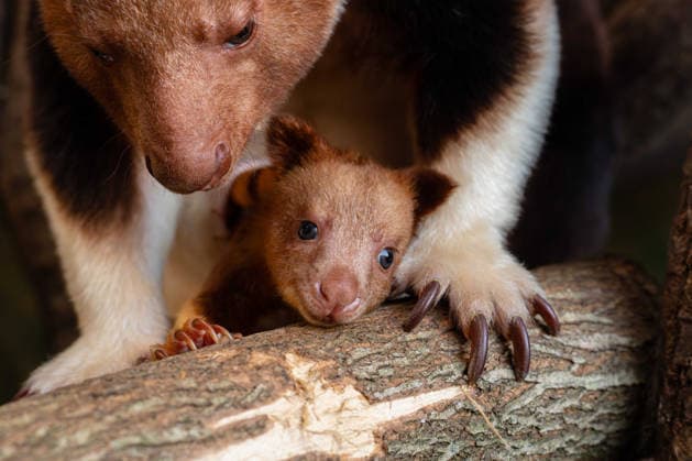 Baumkänguru Joey im Chester Zoo verlässt den Beutel zum ersten Mal