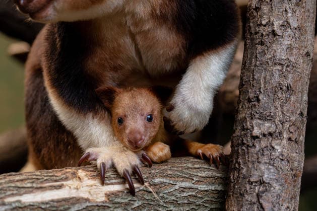 Baumkänguru Joey im Chester Zoo verlässt den Beutel zum ersten Mal