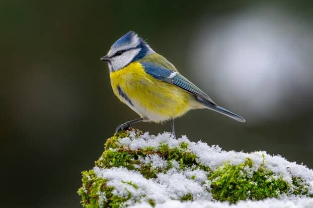 Kalendermotive: Heimische Vögel