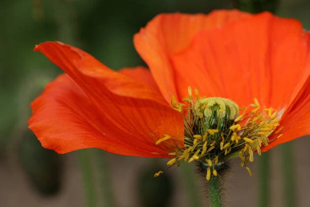 Natur, Pflanzen, Islandmohn