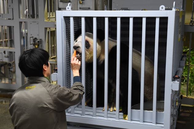 Japan, Pandas Xiao Xiao und Lei Lei werden nach China zurück gebracht