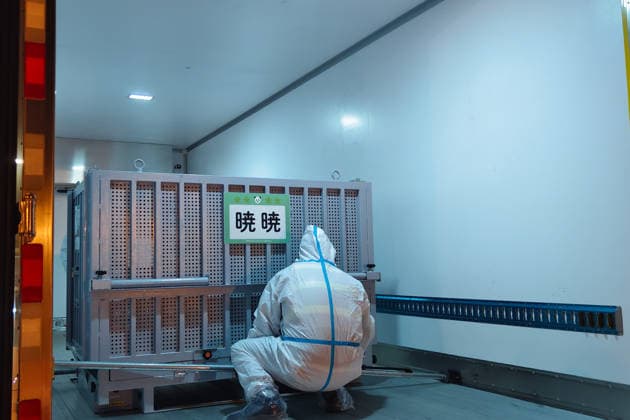 Ankunft eines Pandas im Zoo Chengdu