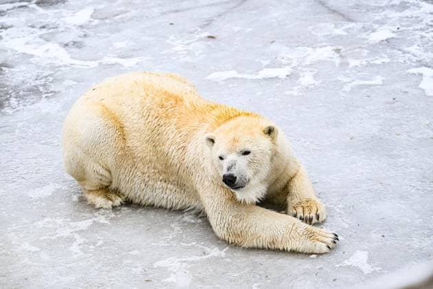 Eisbär im Tierpark Berlin