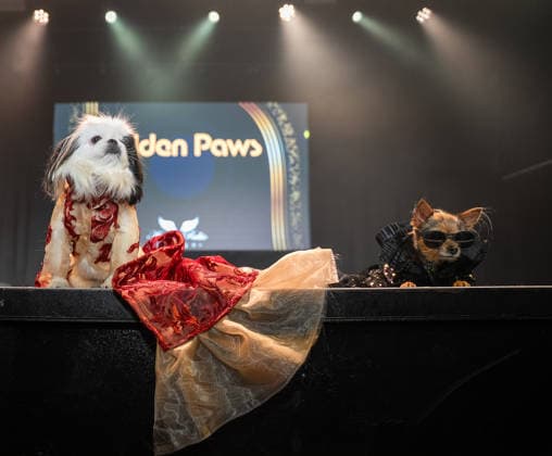 Golden Paws by Anthony Rubio in New York