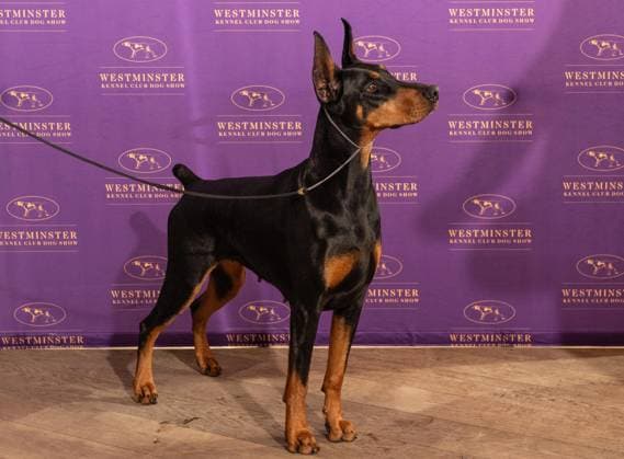 Westminster Kennel Club Dog Show in New York