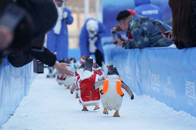 China, Pinguin Parade in Harbin