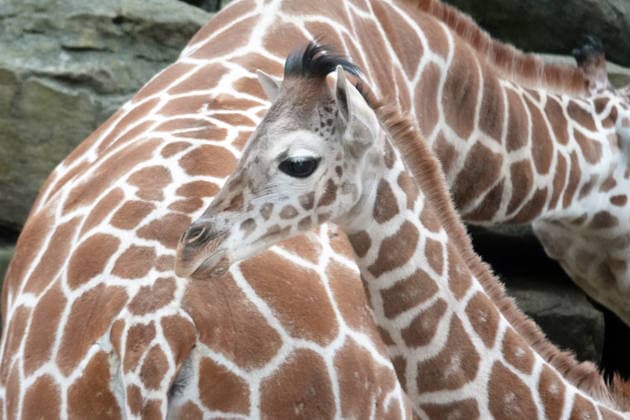 Giraffen Nachwuchs im Zoo in Memphis, Tennessee