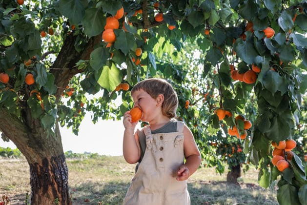 IMAGO Creative, Sommer, Obst pflücken