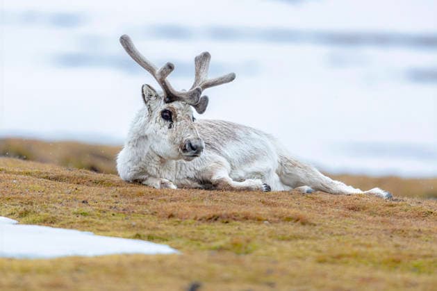 Norwegen meldet rätselhafte Todesfälle von Rentieren, Archivbilder