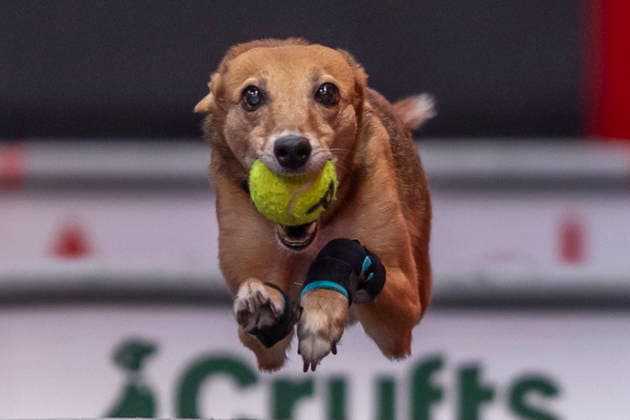 Crufts Dog Show in Birmingham