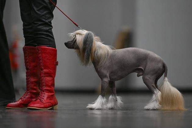 Crufts Dog Show in Birmingham