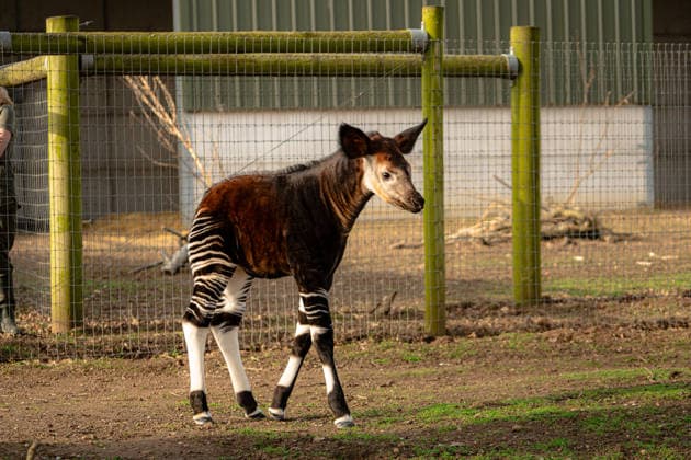 Okapi Nachwuchs im Yorkshire Zoo