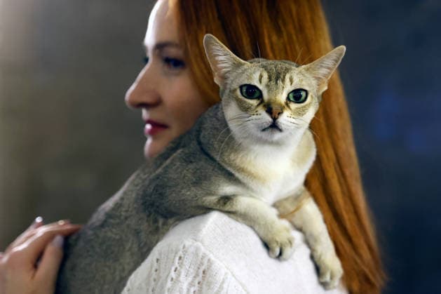 Rumänien, Sofisticat Spring International Catshow in Bukarest