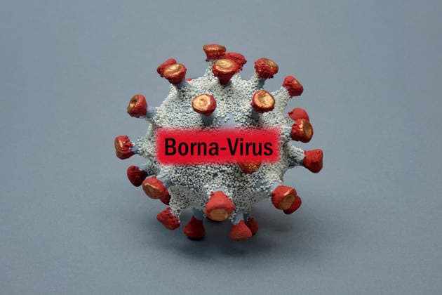 Mensch in Bayern an Borna-Virus gestorben, Symbolbilder