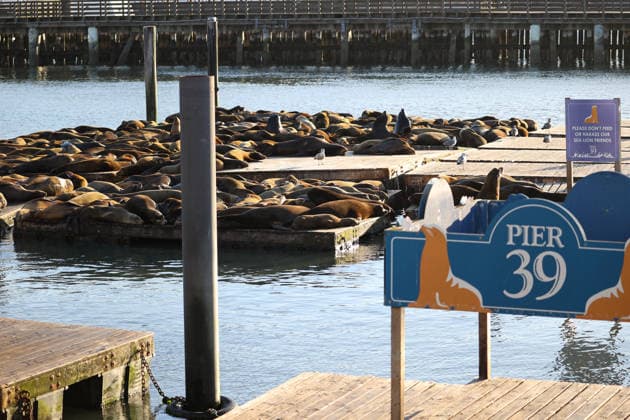 Seelöwen am Fishermans Wharf in San Francisco