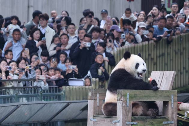 China, Pandas im Zoo Chongqing