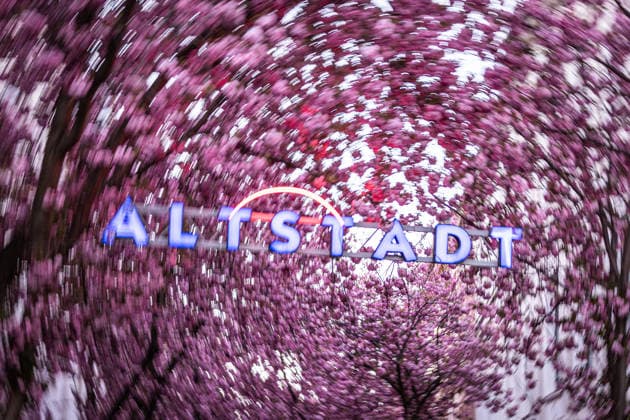 NRW, Kirschblüte in der Altstadt von Bonn