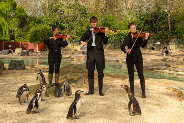Arts, London Philharmonic Orchestra spielt für die Pinguine im London Zoo
