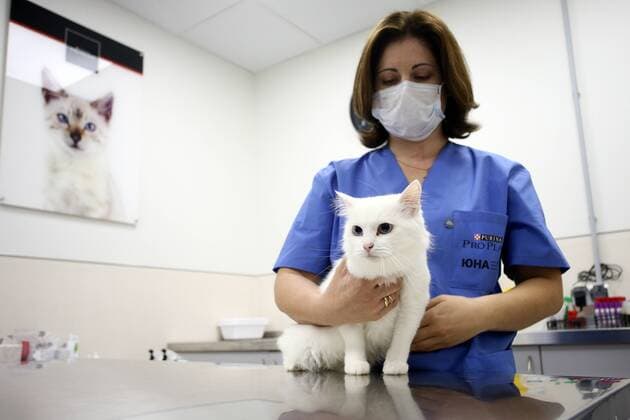 Coronavirus, Erreger hält sich länger in Katzen als in Hunden