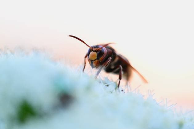 Weltbienentag, Bienen in Ducze, Türkei