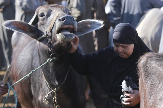 Ägypten, Vorbereitungen für das Islamische Opferfest Eid al-Adha in Giza