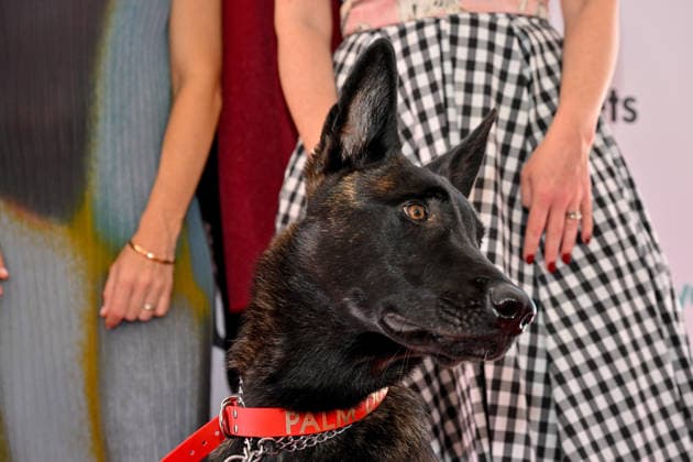 Internationale Filmfestspiele von Cannes, Palm Dog Award